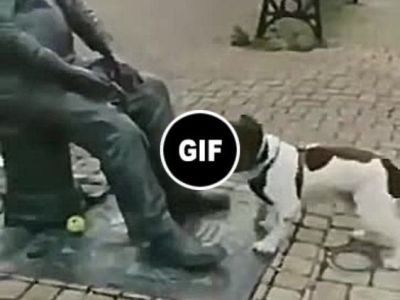 Cachorro querendo brincar com estatua ….